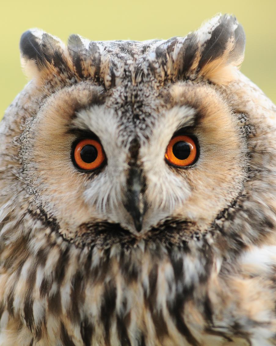 В Москве у фотографов изъяли краснокнижную сову