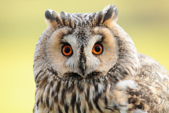 В Москве у фотографов изъяли краснокнижную сову