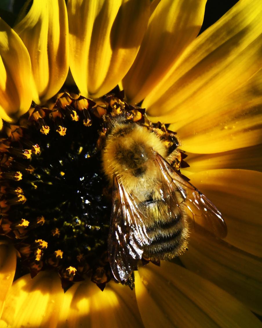 Биологи обнаружили у самцов пчёл парфюмерные способности