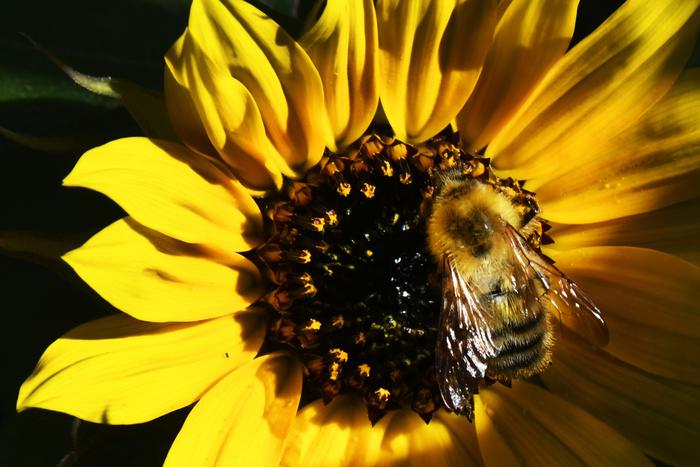 Биологи обнаружили у самцов пчёл парфюмерные способности