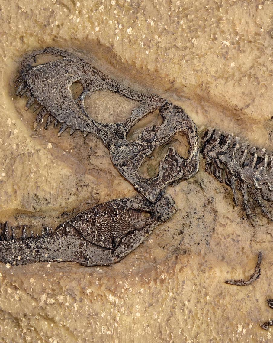 Останки древнего динозавра продадут на аукционе в Цюрихе