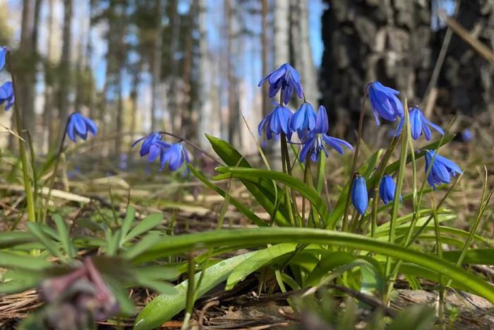 О чём шепчут улитки и пролески в документальном фильме "Меня приводит в движение свет"