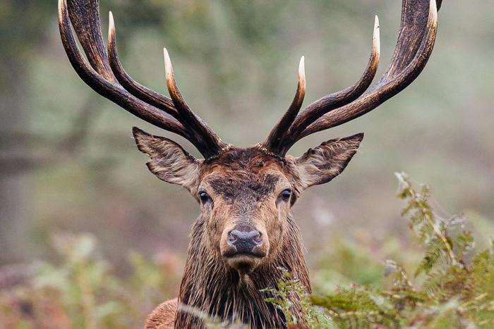 В нацпарке "Лосиный Остров" в 15 раз увеличилась популяция оленей