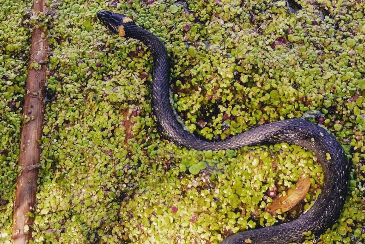 Жители Подмосковья засняли клубок змей, у которых начался брачный период