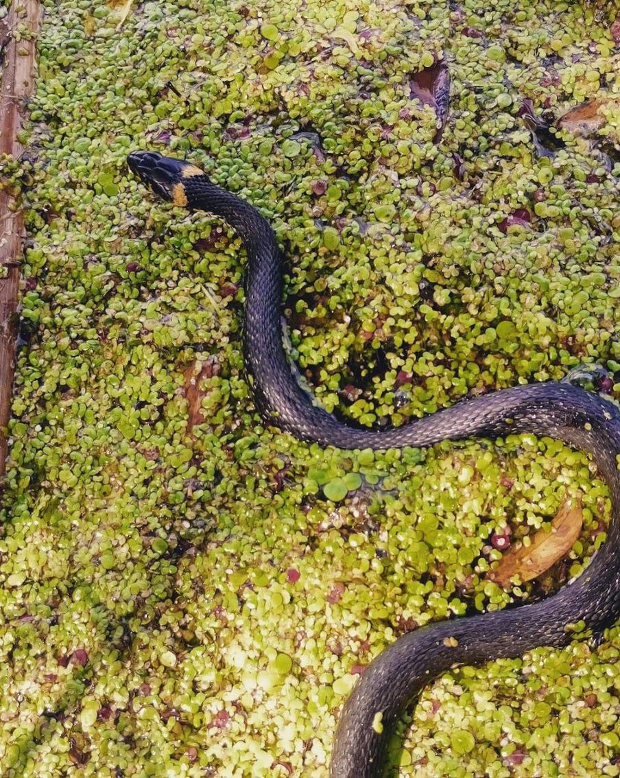 Жители Подмосковья засняли клубок змей, у которых начался брачный период