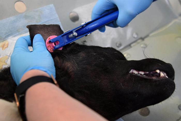 Стаи бездомных собак терроризируют Оренбург и Астрахань. Как с этим бороться?