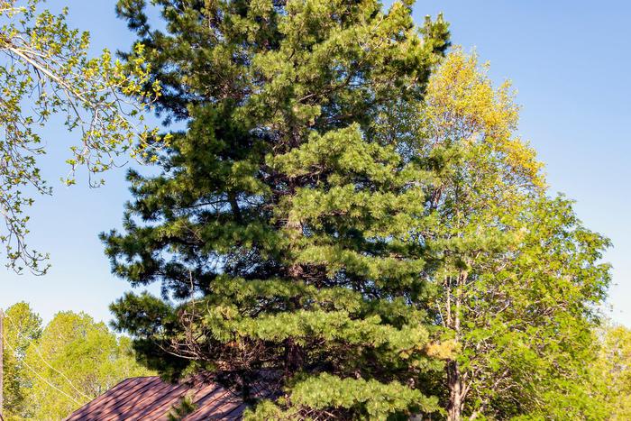 Российским учёным удалось узнать много интересного о сибирском кедре