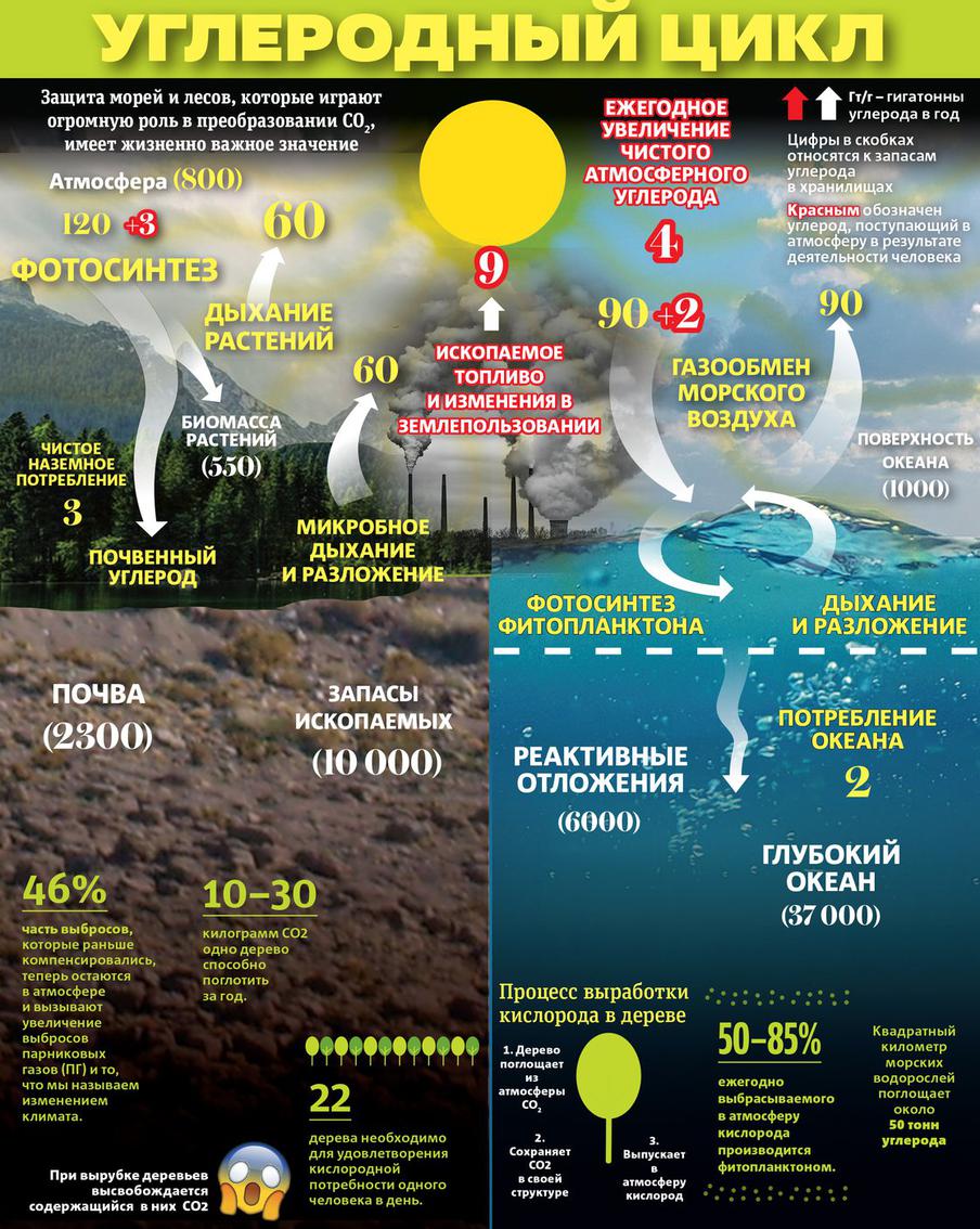 Как происходит круговорот углерода в природе.