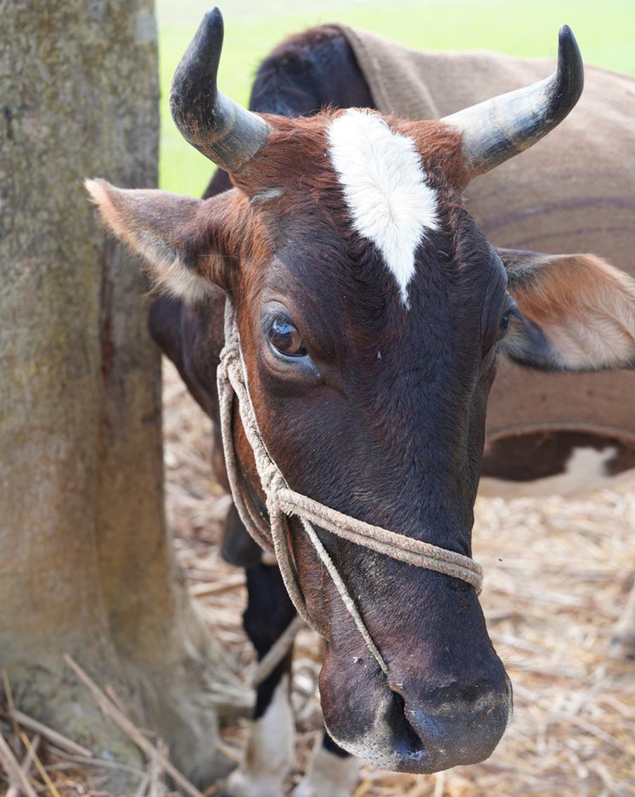 Летающая корова убила мужчину в индийском городе Алвар