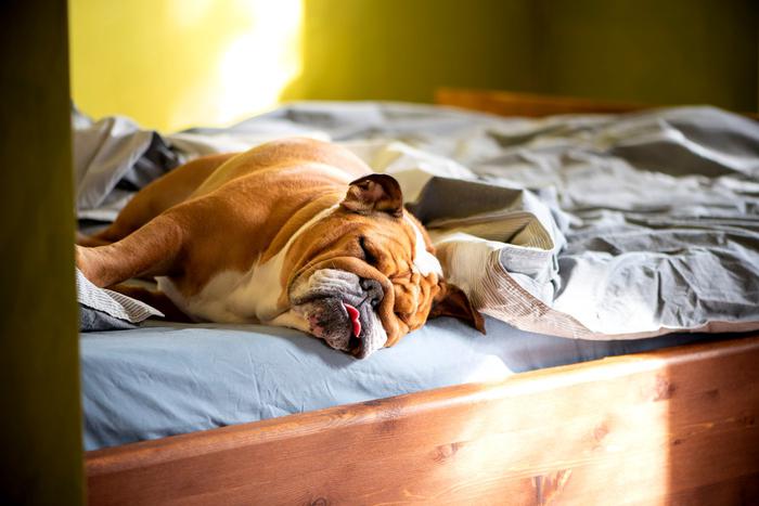 Животные приносят пользу своим владельцам, но вот совместный сон с пушистыми питомцами – штука не очень хорошая