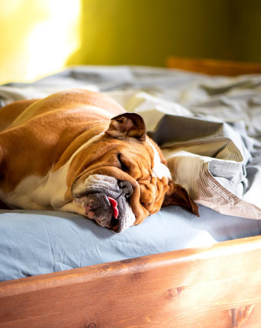 Животные приносят пользу своим владельцам, но вот совместный сон с пушистыми питомцами – штука не очень хорошая