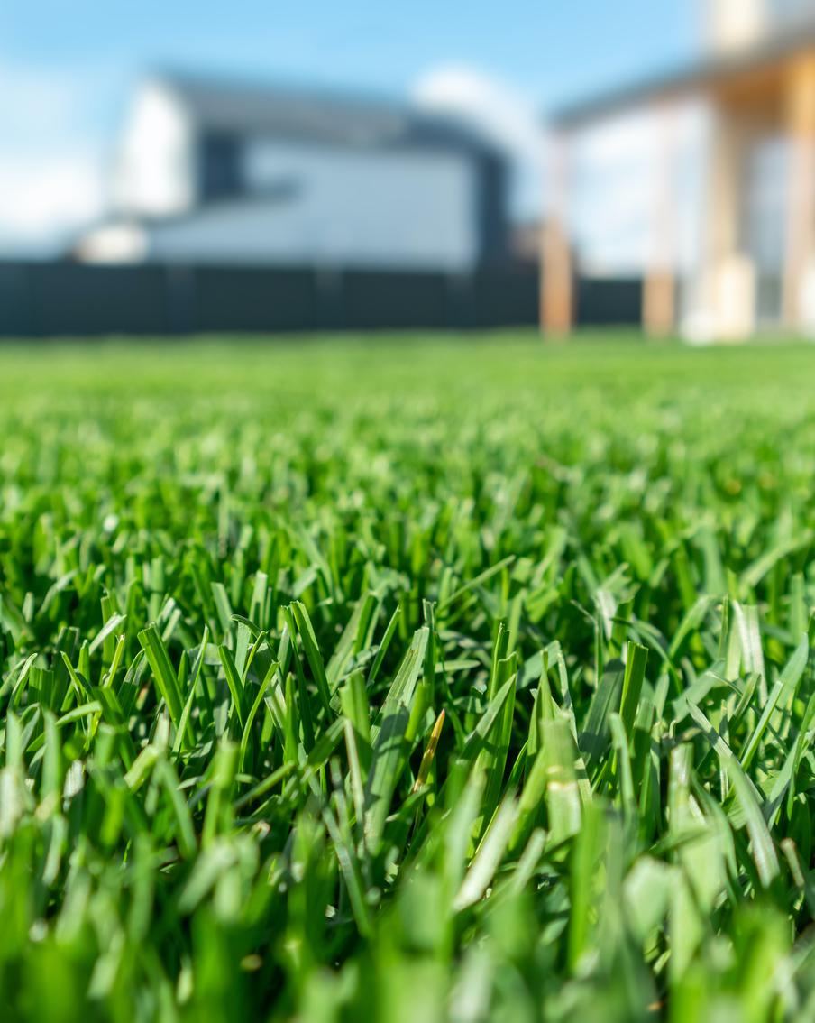 Перед тем как выращивать на участке газон, подготовьте отведённую для него территорию