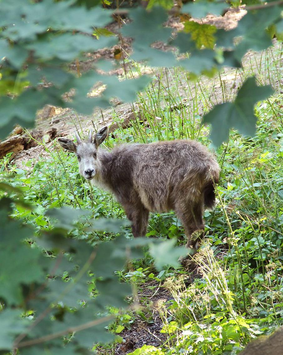 В амурском национальном парке увидели редчайшее краснокнижное животное