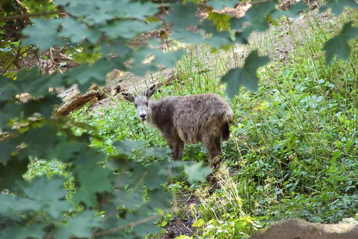 В амурском национальном парке увидели редчайшее краснокнижное животное