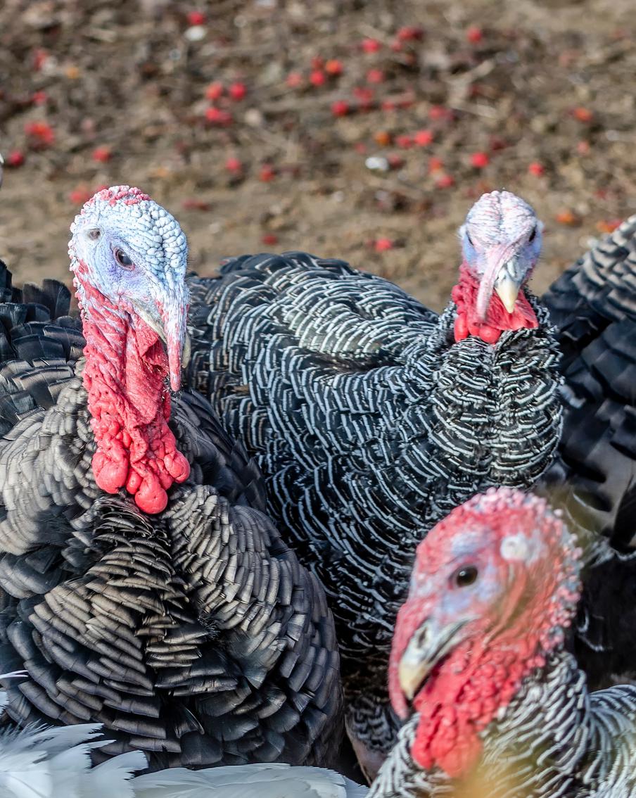 Лучшая птица – это колбаса: в России может снизиться число колбасных сортов