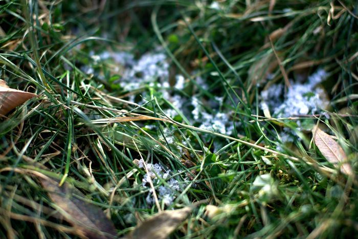 На выходных погода снова не порадует москвичей: похолодает, пройдёт дождь, а по области будут заморозки