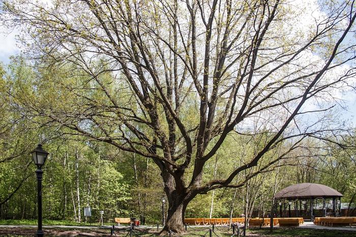 Где можно устроить пикник в Москве: 7 вариантов, от мистического до богемного
