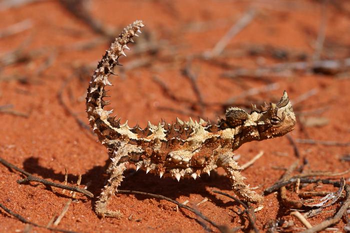 Колючий дьявол вдохновил учёных на создание уникальной капсулы, которая поможет тем, кто не хочет есть