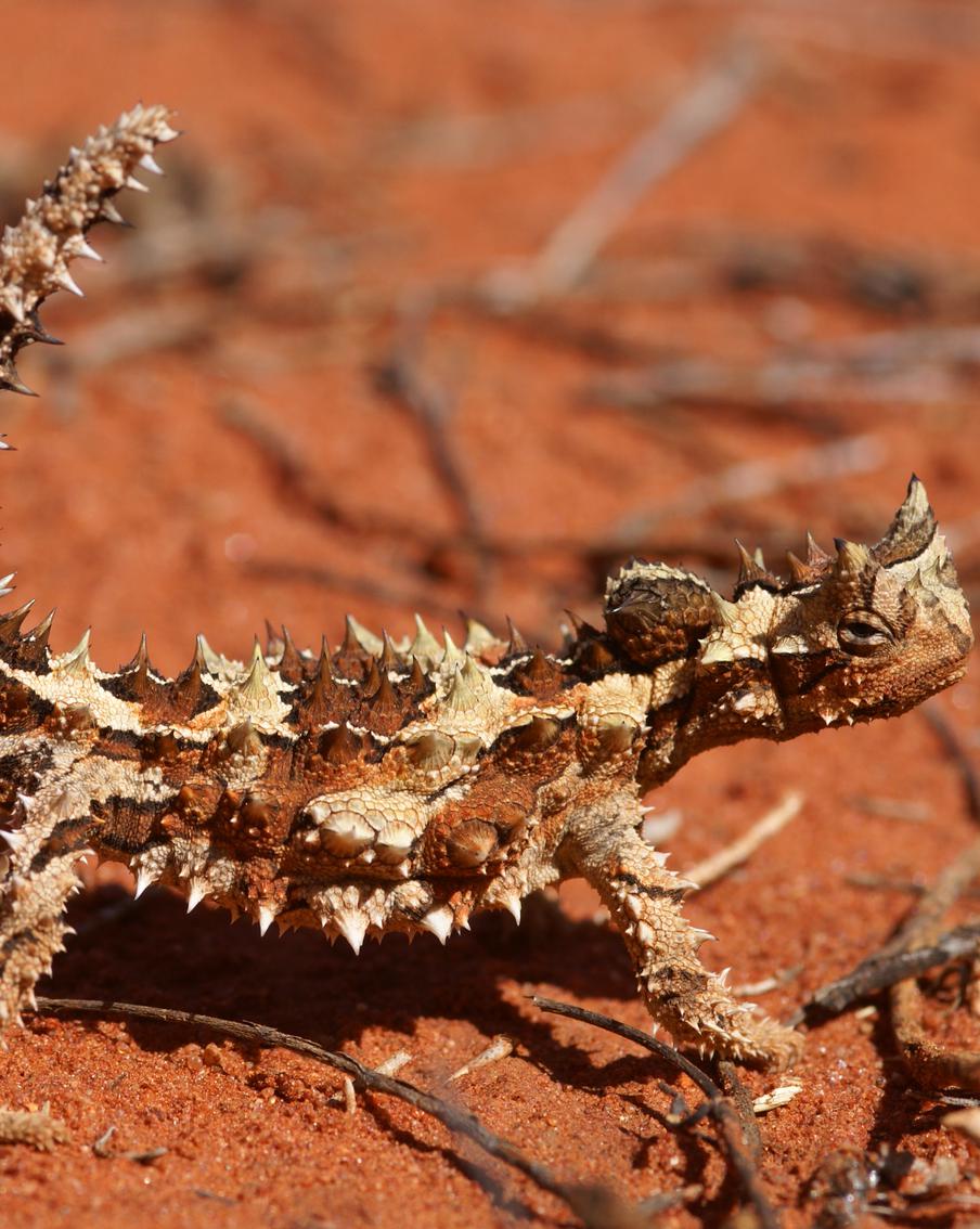 Колючий дьявол вдохновил учёных на создание уникальной капсулы, которая поможет тем, кто не хочет есть