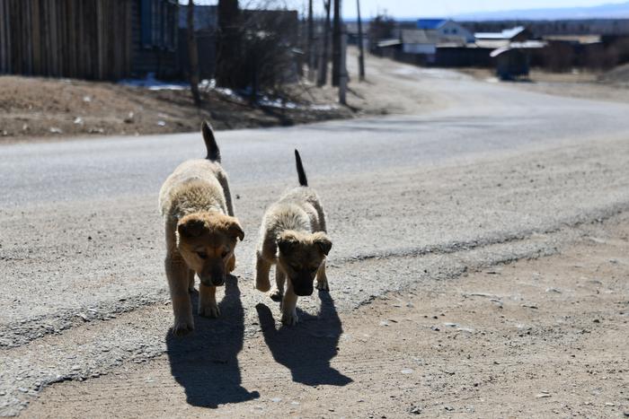 По словам депутата, собаку Бочку в Астрахани могли отравить подростки за 500 рублей
