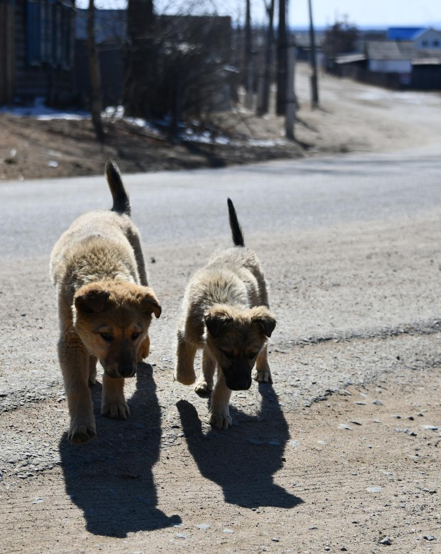 По словам депутата, собаку Бочку в Астрахани могли отравить подростки за 500 рублей