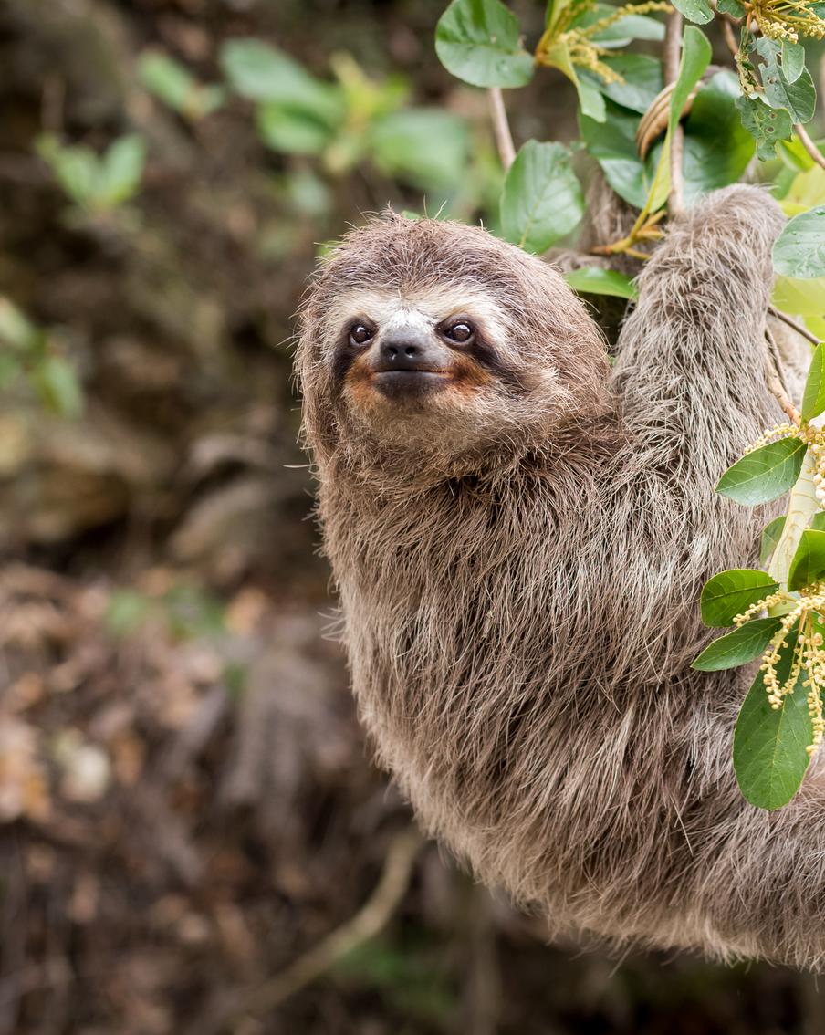 Ленивец оказался полезным для человека