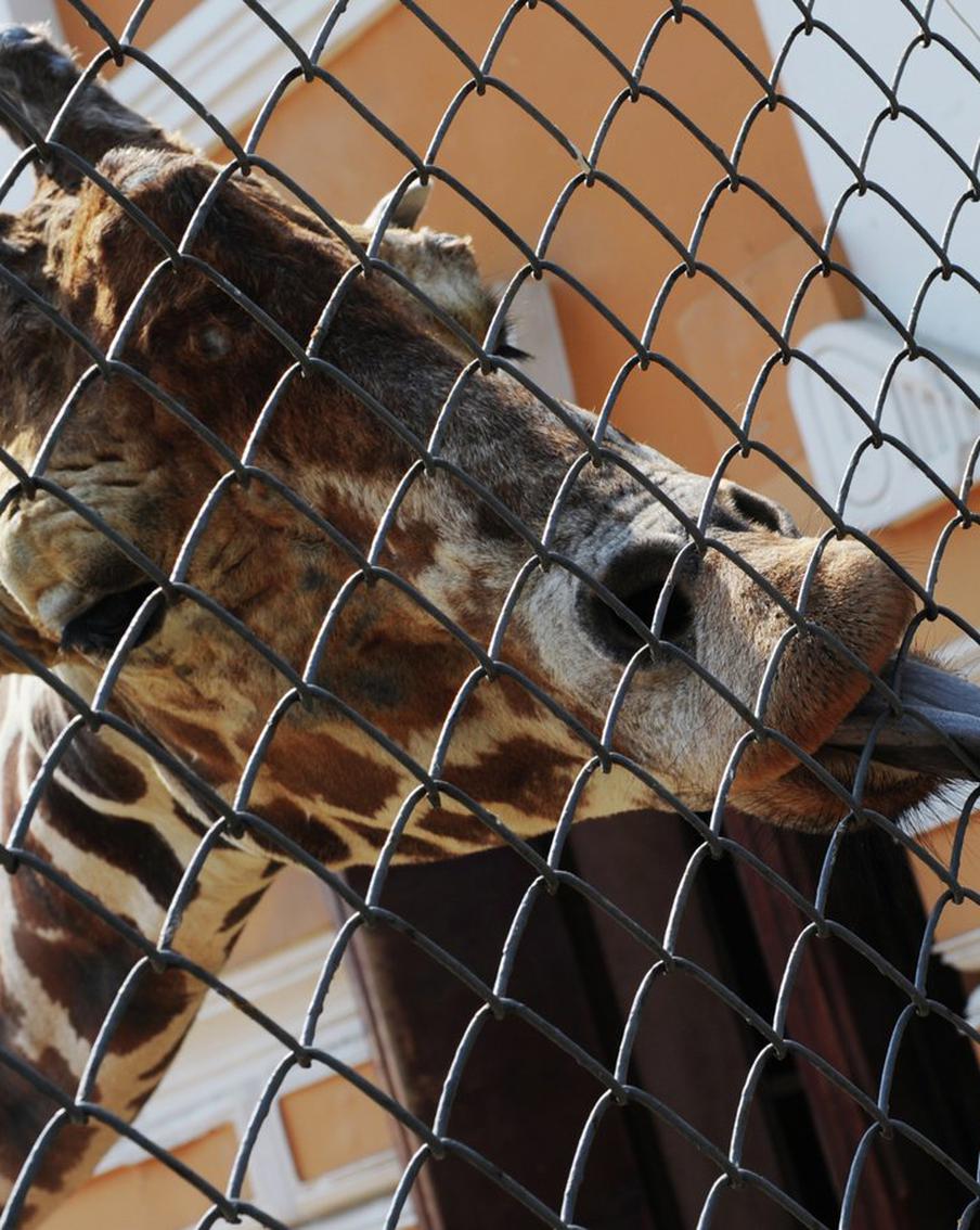 В Московском зоопарке вывели на улицу жирафиху Липу