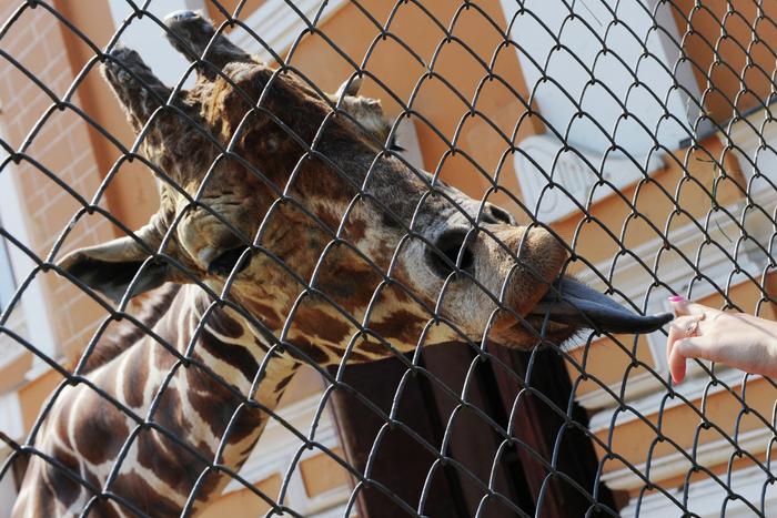 В Московском зоопарке вывели на улицу жирафиху Липу