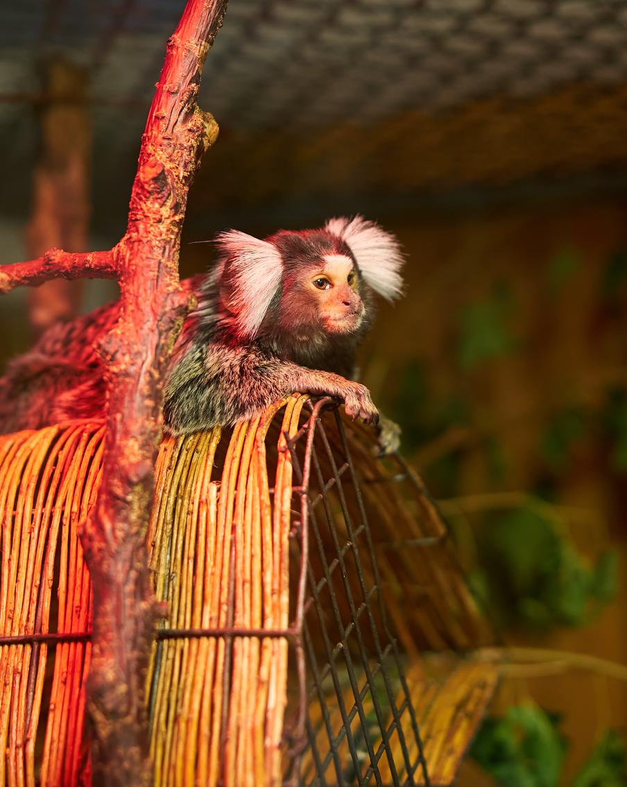 В зоопарке Петербурга у игрунок родился малыш