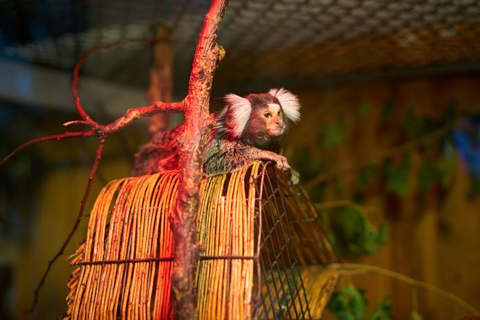 В зоопарке Петербурга у игрунок родился малыш