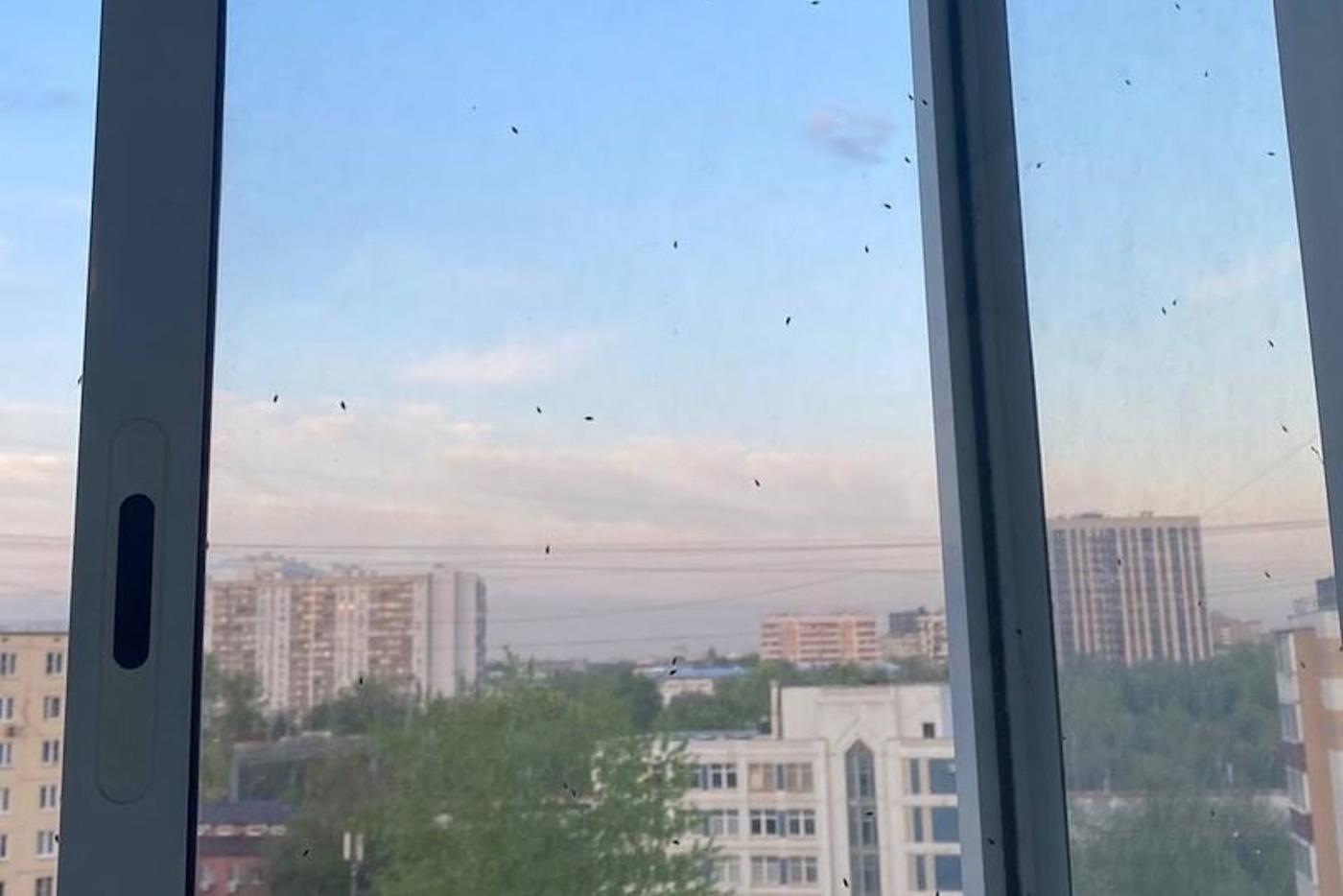 По всей Москве пробудились клопы после зимовки. Они "придумали", как напугать людей