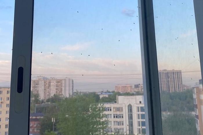 По всей Москве пробудились клопы после зимовки. Они "придумали", как напугать людей