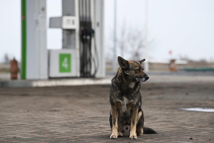 Жительница Астрахани обратилась к властям в надежде спасти собак в своём регионе