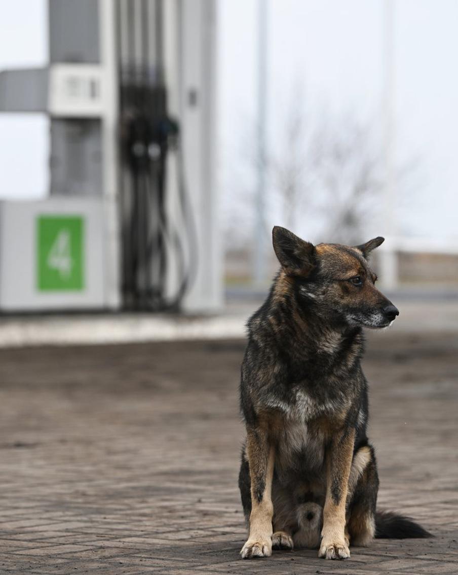Жительница Астрахани обратилась к властям в надежде спасти собак в своём регионе