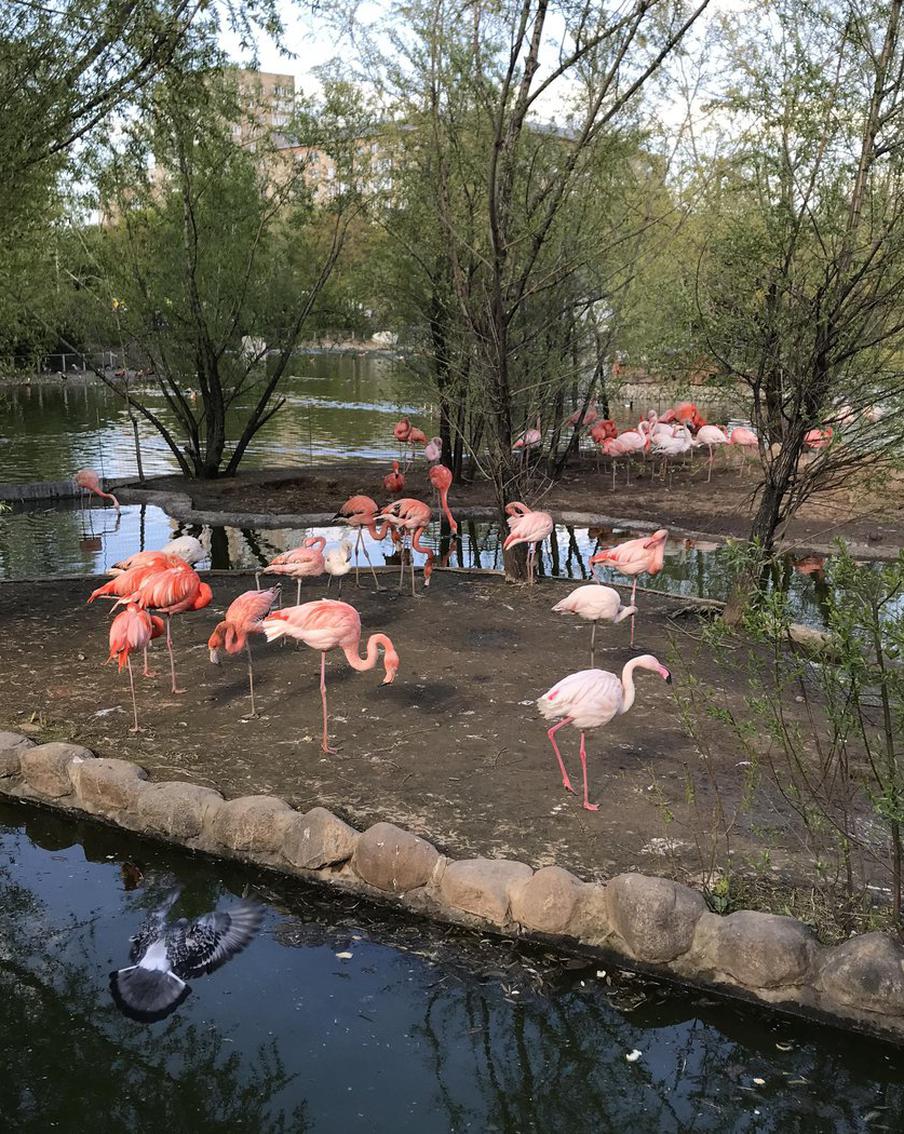 В Московском зоопарке фламинго перешли в летний вольер