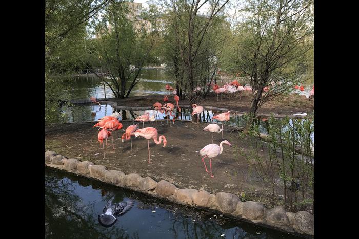 В Московском зоопарке фламинго перешли в летний вольер