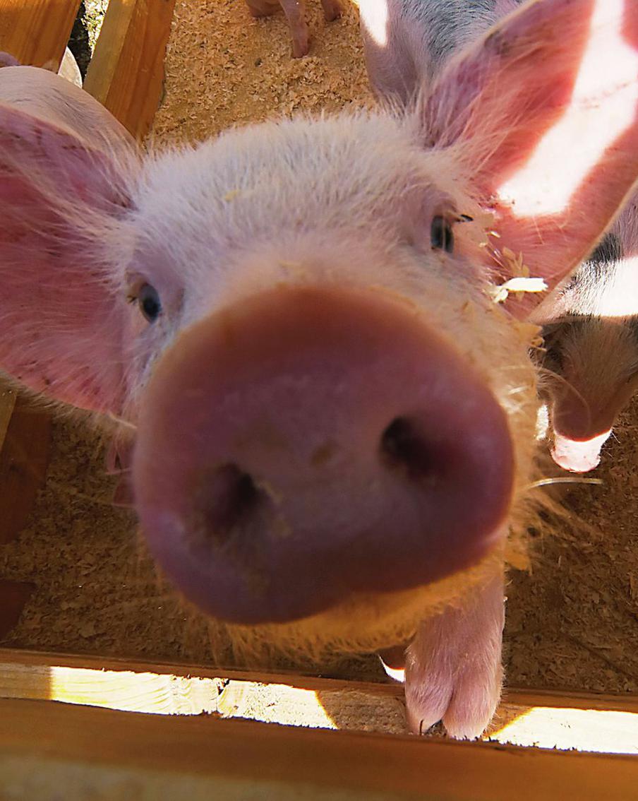 В Новосибирске со свинофермы хотят взыскать огромную сумму денег