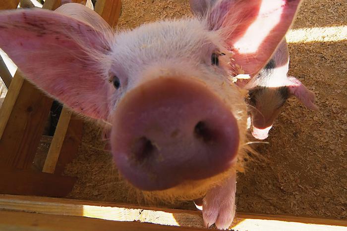 В Новосибирске со свинофермы хотят взыскать огромную сумму денег
