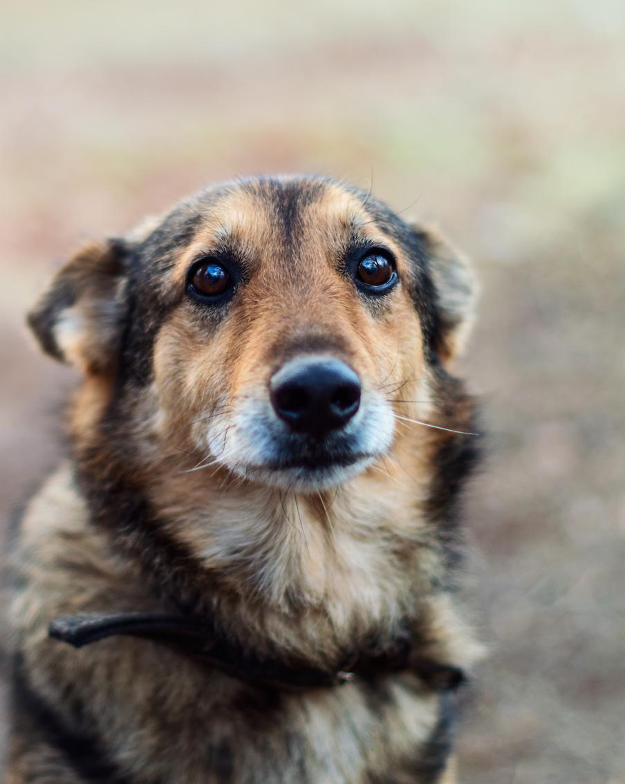 В Москве прокомментировали требование регионов дать им право умерщвлять бездомных собак