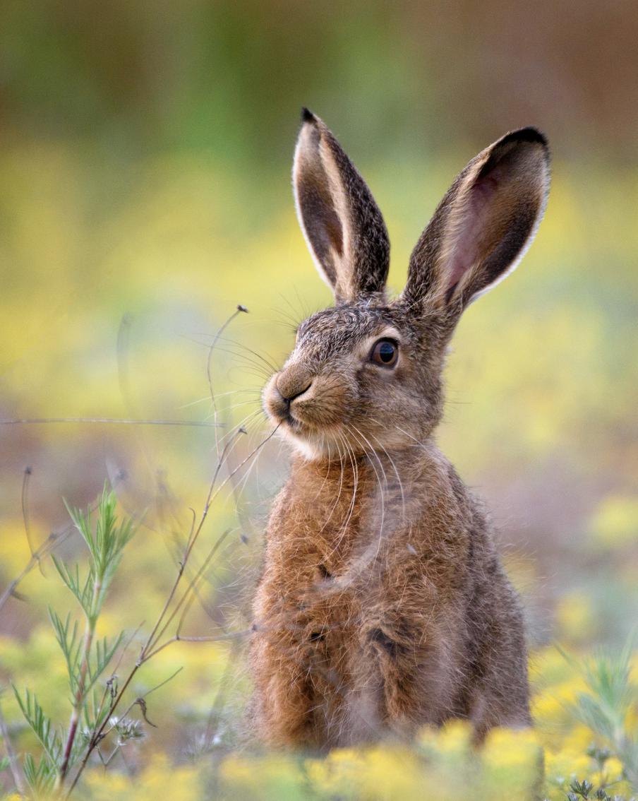 Четырёх зайчат-русаков из детского сада в Переделкине вырастили и выпустили на волю
