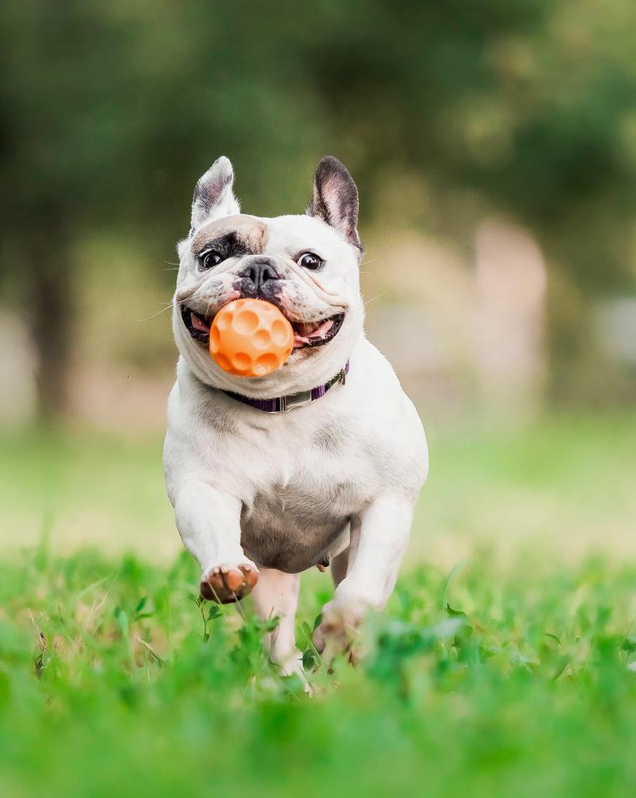 Американцы описали поведение французских бульдогов выражением "клоун в плаще философа"