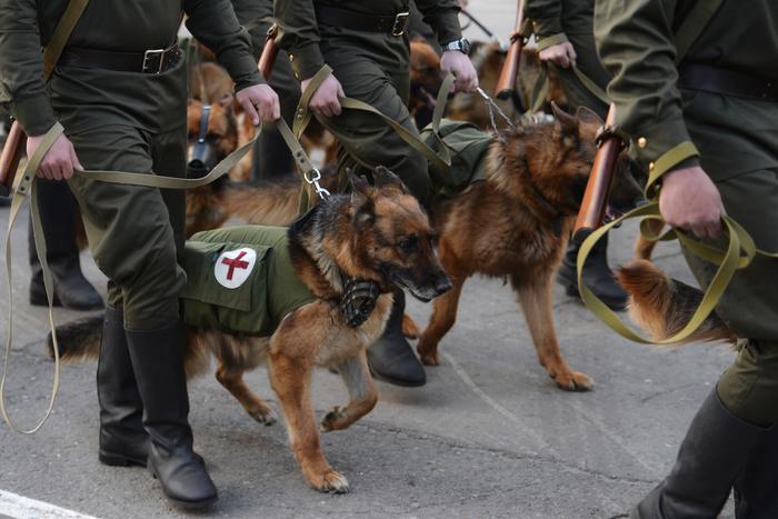 Бездомная собака прошла в составе астраханского военного шествия, посвящённого Дню Победы