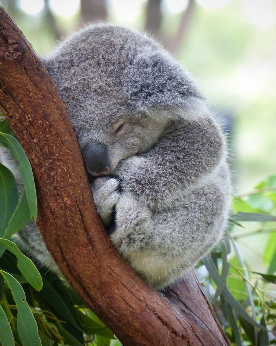 В Австралии начали вакцинировать коал, чтобы спасти их от инфекционного заболевания