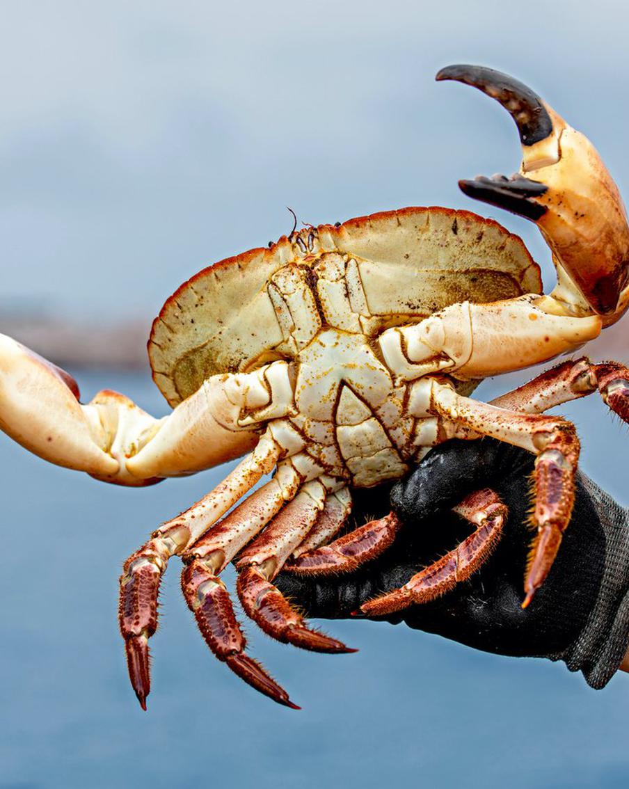 Деликатесные крабы теряют обоняние из-за деятельности человека – они могут исчезнуть