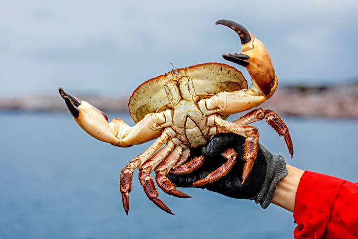 Деликатесные крабы теряют обоняние из-за деятельности человека – они могут исчезнуть