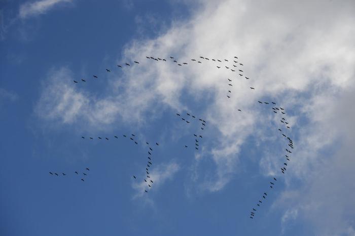 В столичный регион вернулись перелётные птицы