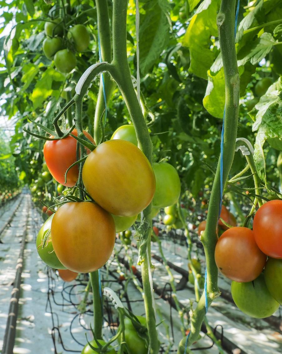 Что делать, если ваша рассада переросла, а хочется большого урожая томатов