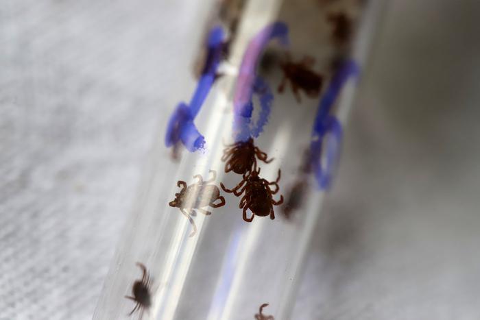 Роспотребнадзор рассказал о новых видах клещей