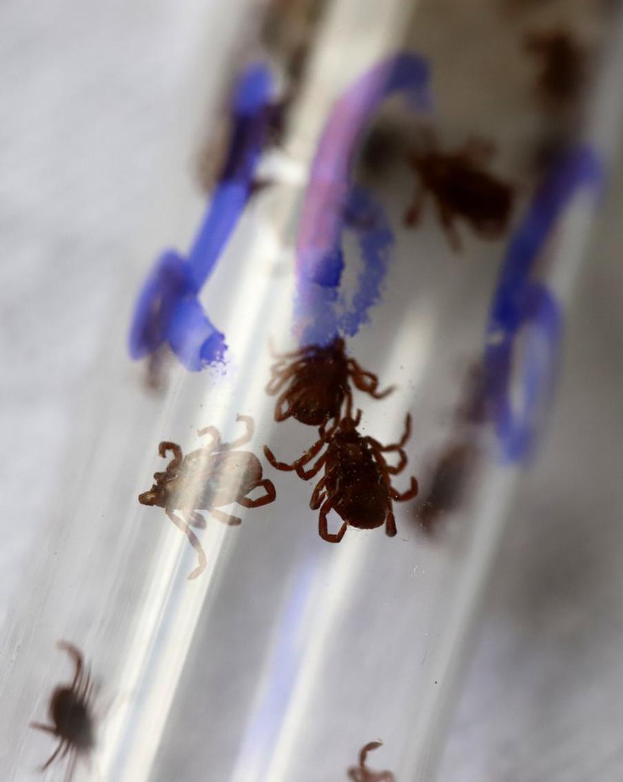 Роспотребнадзор рассказал о новых видах клещей