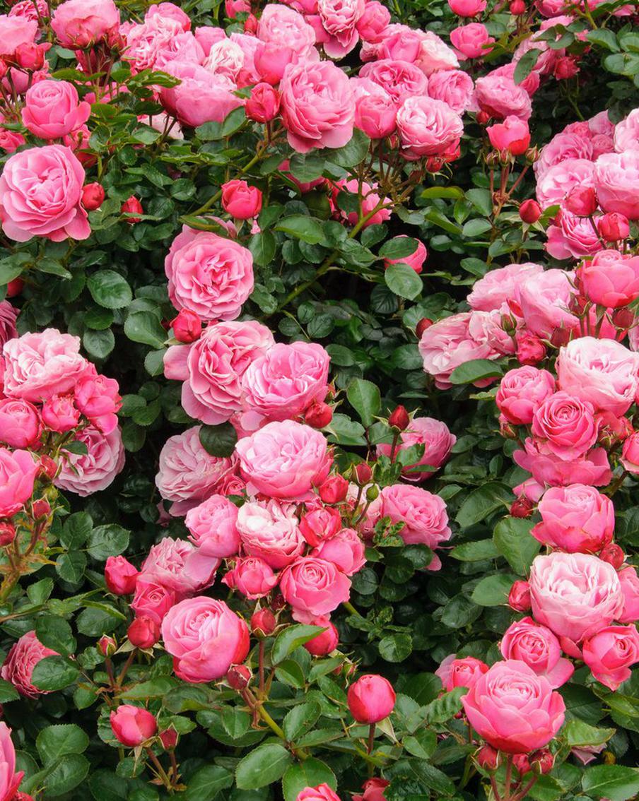 Создаём свой розовый сад: какие сорта роз выбирать и как ухаживать